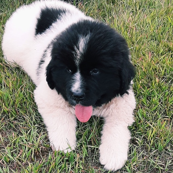 Meet your Posher, Kyleigh - Picture 1 of 1